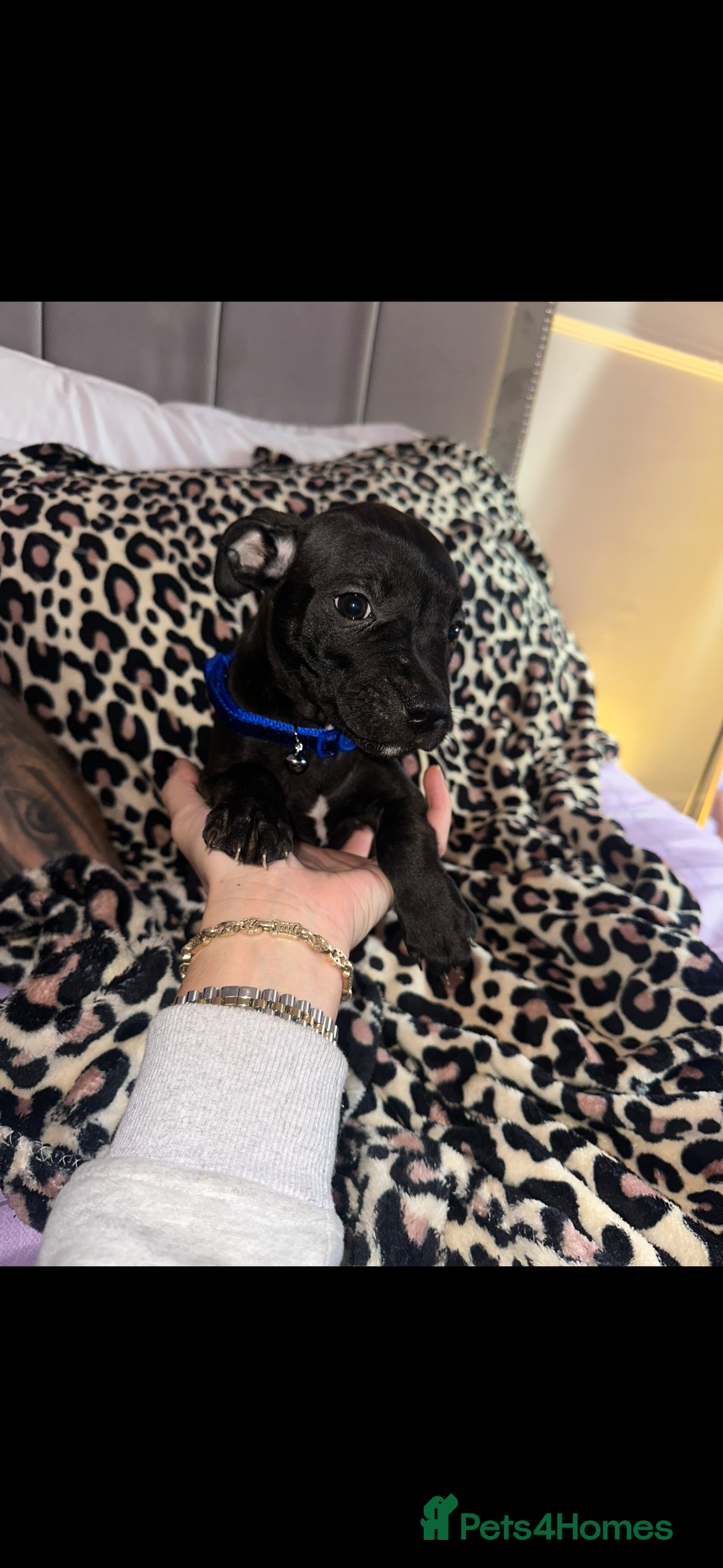 Staffordshire Bull Terrier dogs for sale: Stunning staff puppies  - Advert 4