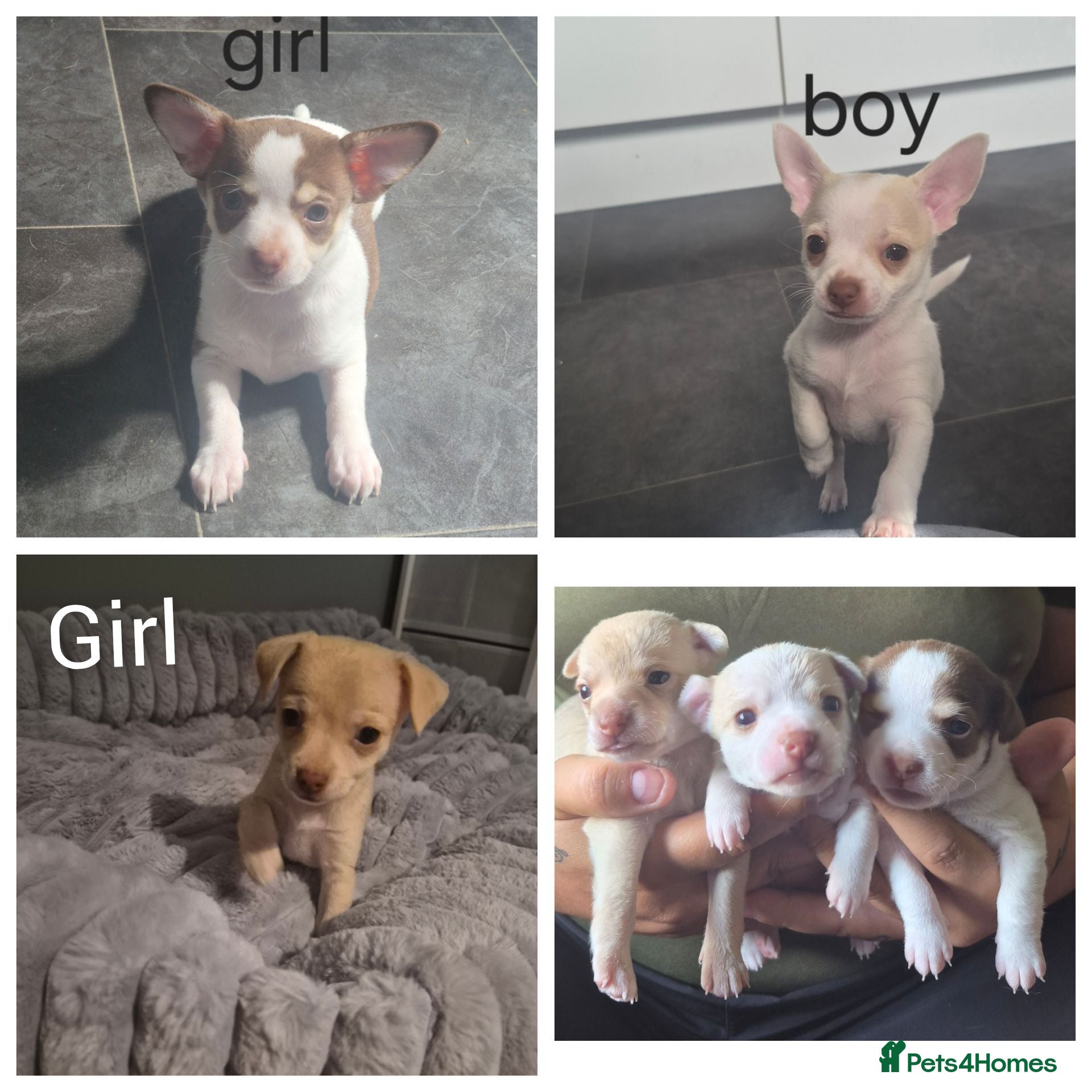 Chihuahua dogs 3 chihuahua puppy's ready 10th August  - Advert 5