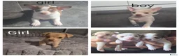 Chihuahua dogs for sale: 2 girl chihuahua left ready 10th August  - Advert 2