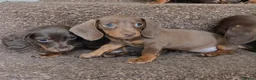 Miniature Dachshund dogs for sale: 6 gorgeous M Dachshunds - Advert 3