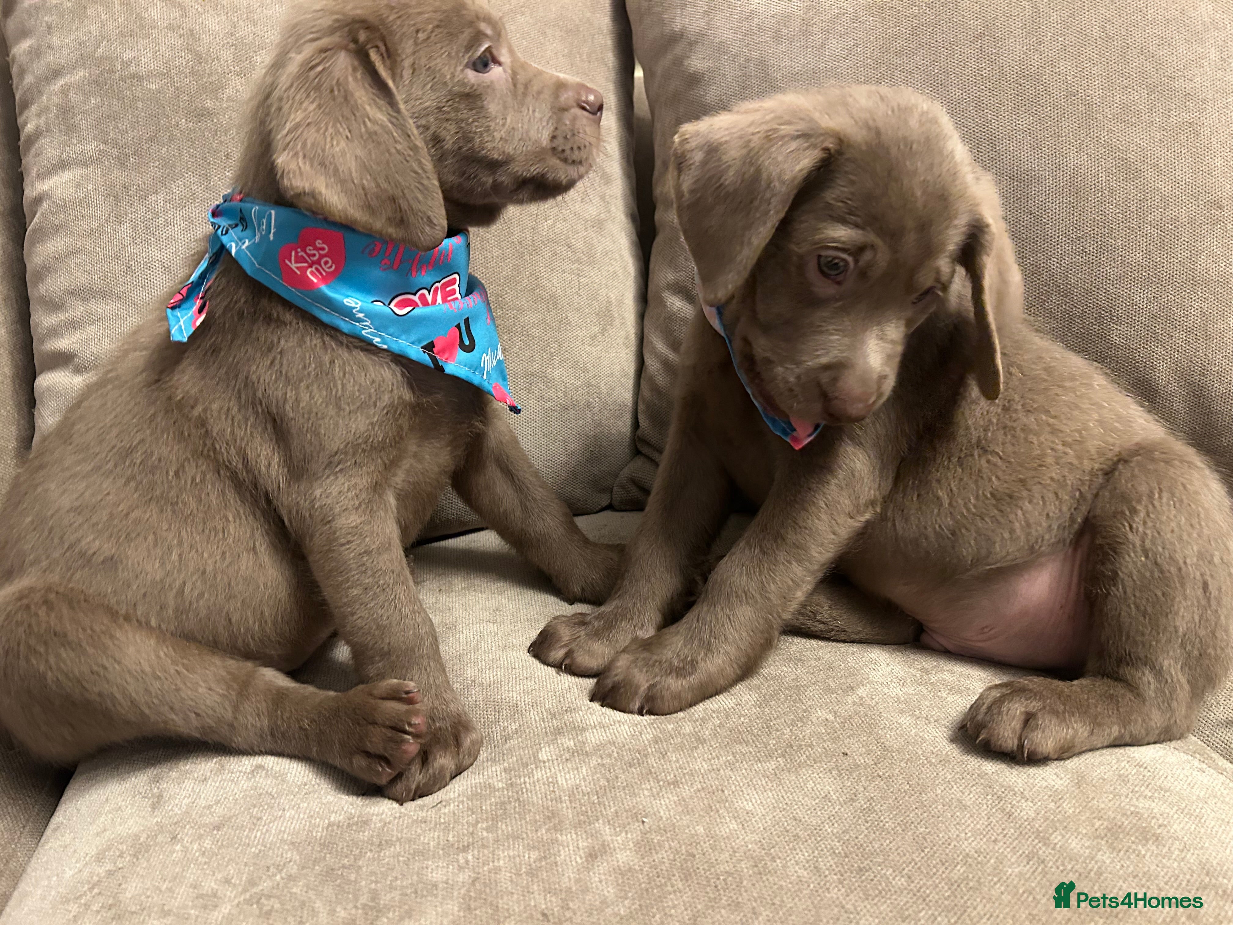 Labrador Retriever dogs  Silver Labrador retriver ✅❤️Ready for collection  - Advert 15