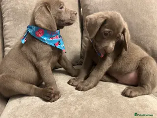 Labrador Retriever dogs Silver Labrador retriver ✅❤️Ready for collection - Advert 15