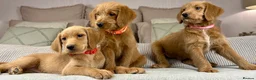 Goldendoodle dogs for sale: “OAKWELL RETRIEVERS” INSTAGRAM  - Advert 1