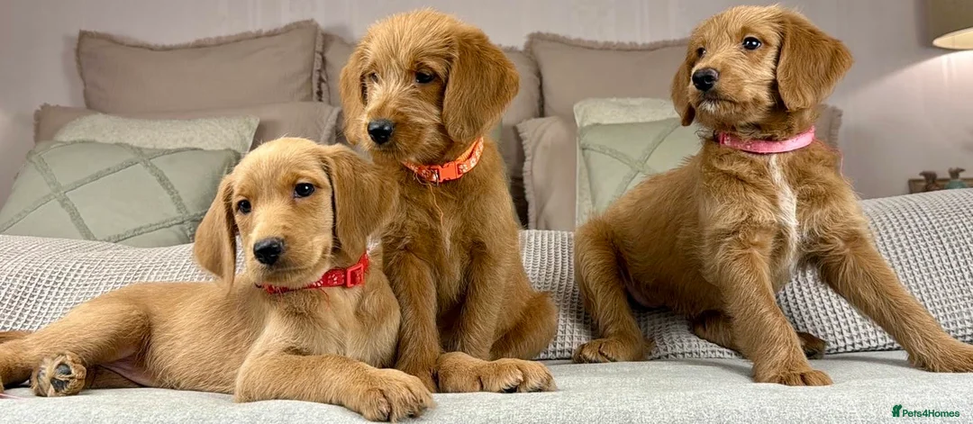 Goldendoodle dogs for sale: “OAKWELL RETRIEVERS” INSTAGRAM  - Advert 1