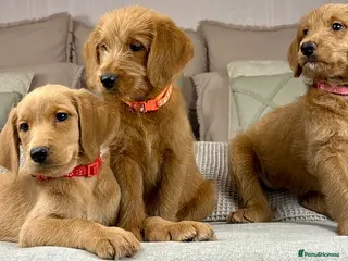 Goldendoodle dogs HEAD TURNING BOYS AND GIRLS. HEALTH TESTED LINEAGE - Advert 3