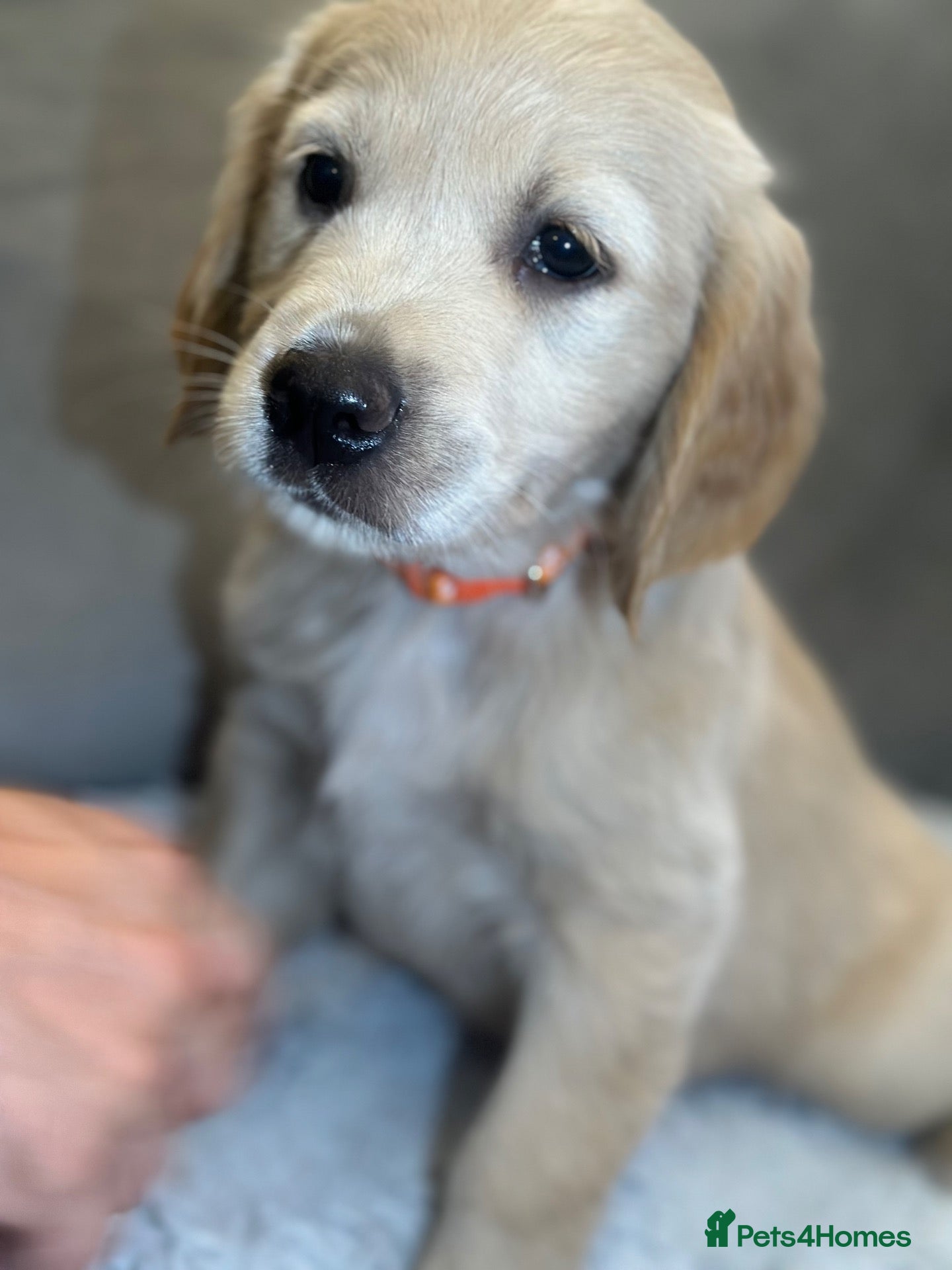 Golden Retriever dogs *Beautiful KC Golden retriever puppies* - Advert 1