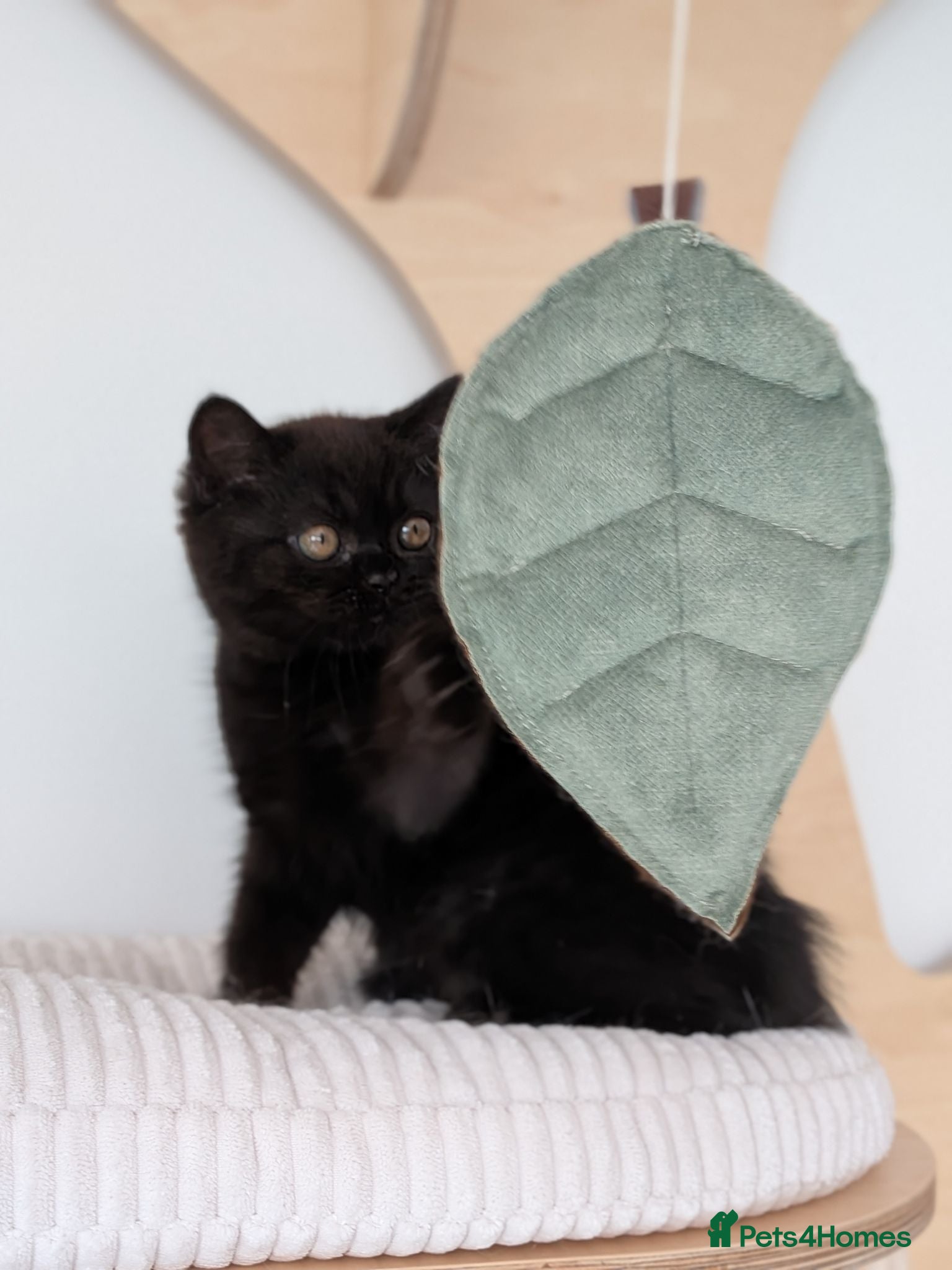 British Shorthair cats GCCF Registered Kittens  - Advert 2