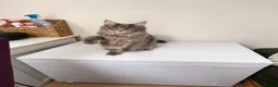 Maine Coon cats for sale: Beautiful full breed blue silver tabby Maine coon - Advert 3