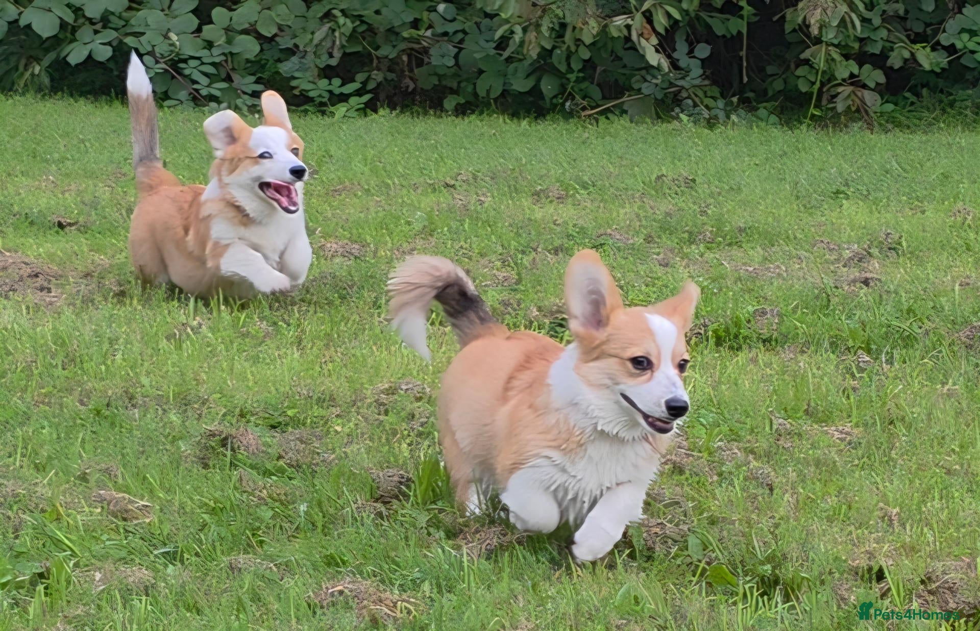 Welsh Corgi Pembroke dogs Corgi Puppies for Loving Homes – 1 Male, 1 Female - Advert 15