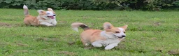Welsh Corgi Pembroke dogs for sale: Corgi Puppies for Loving Homes – 1 Male, 1 Female - Advert 1