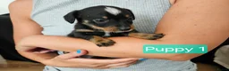 Jackshund dogs for sale: DachshundxJack Russell Puppies  in Martock - Advert 6