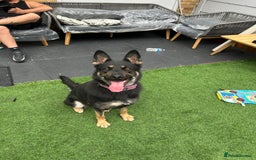 German Shepherd dogs for sale: German Shepard  - Image 1