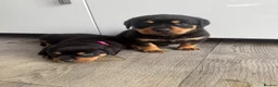 Rottweiler dogs for sale: 🐶🐾 Rottweiler puppies 🐾🐶 - Advert 10