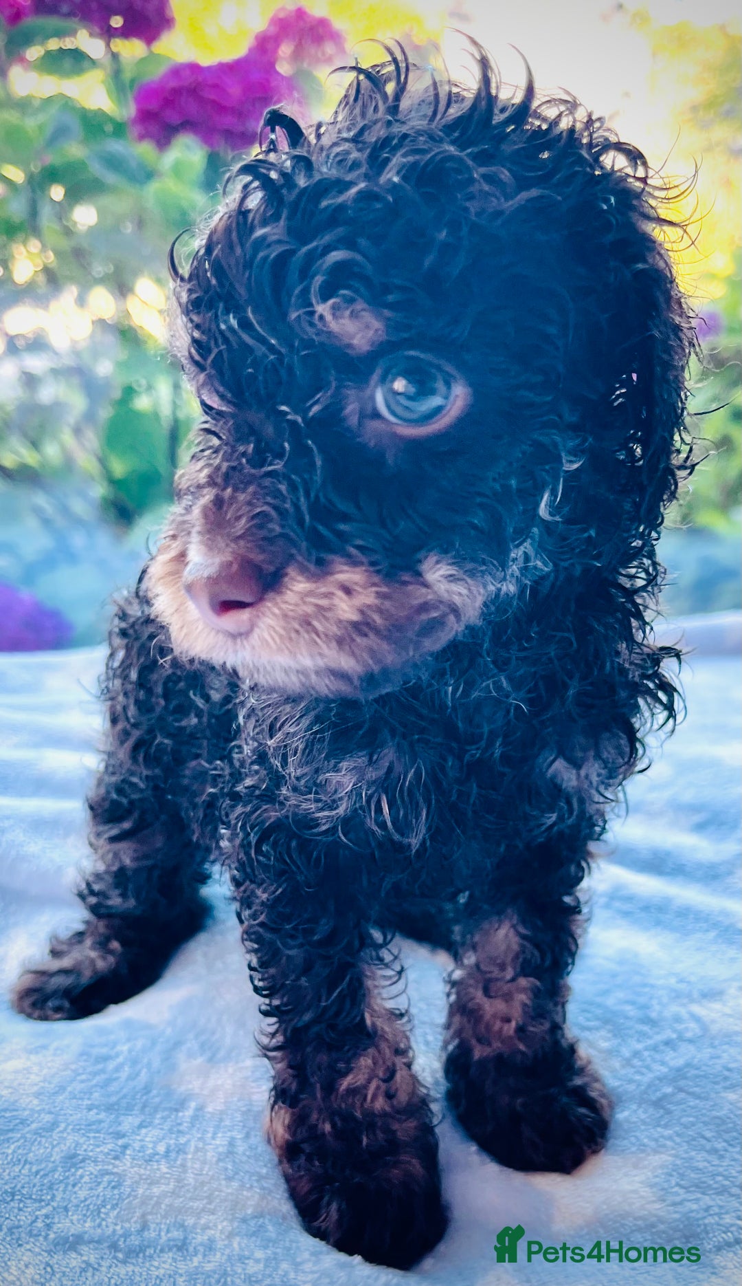 Cockapoo dogs for sale: Stunning fully DNA tested Cockapoo puppies - Image 11