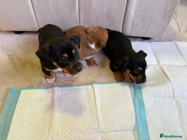 Jack Russell dogs Jack Russell puppy’s - Advert 1