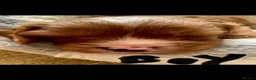 Cavapoo dogs for sale: Red Cavapoo babies - Advert 8