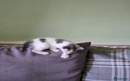 British Shorthair cats for sale: Two beautiful kittens, one male and one female  - Image 5
