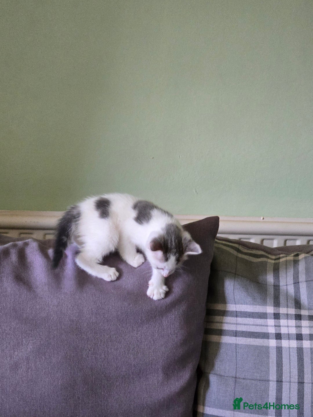 British Shorthair cats for sale: Two beautiful kittens, one male and one female  - Image 5