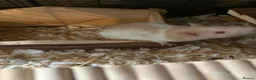 Rat rodents for sale: Two female rats and complete set up  in Leicester - Advert 5