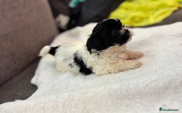 Shih Tzu dogs for sale: Beautiful litter of 6 Shih Tuz pups  - Advert 15