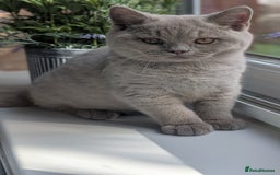 British Shorthair cats for sale: Gccf reg .Lilac British Shorthair  - Image 1