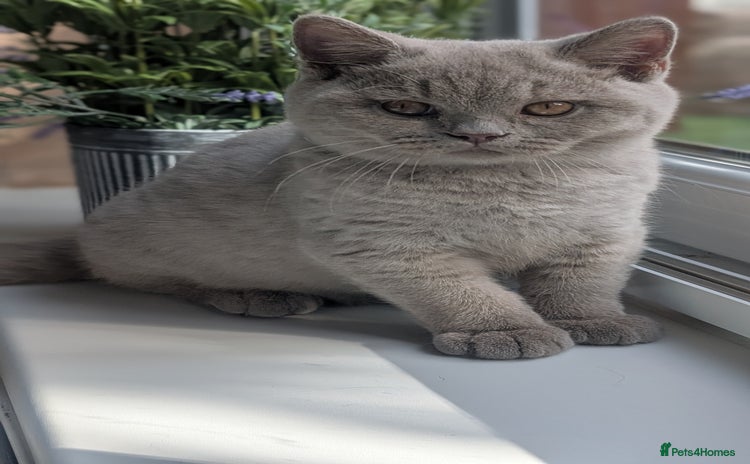 British Shorthair cats - Advert 1