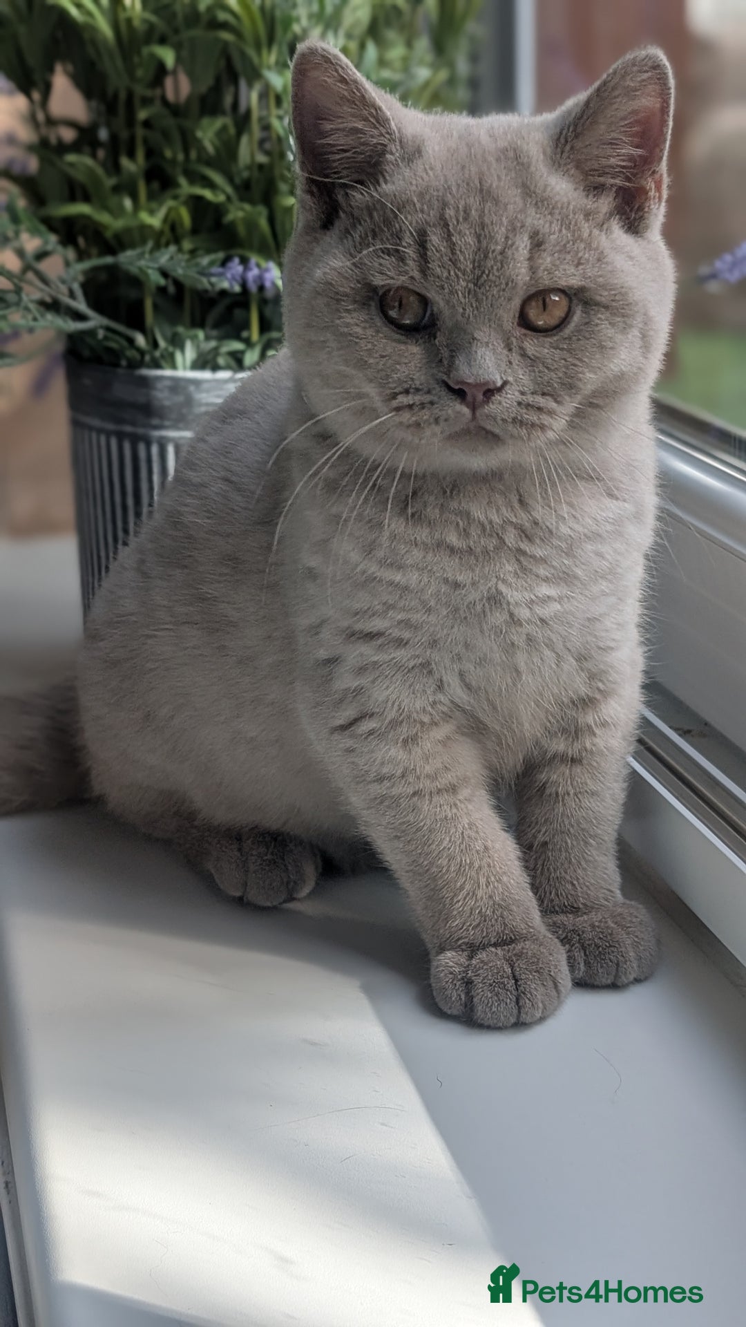 British Shorthair cats for sale: Gccf reg .Lilac British Shorthair  - Image 1