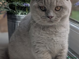 British Shorthair cats - Advert 14