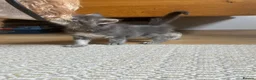 Maine Coon cats for sale: Pure breed Maine Coon silver kitten - Advert 5
