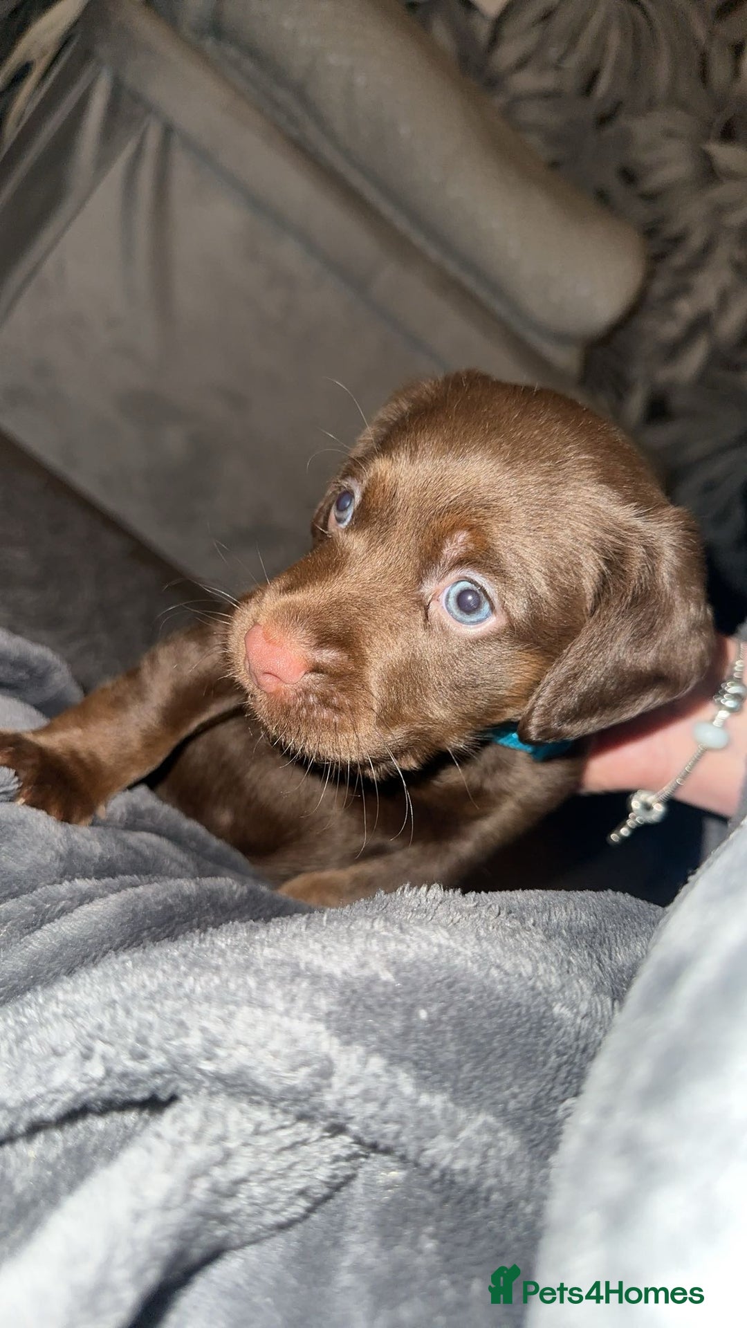 Cocker Spaniel dogs for sale: Male cocker spaniel pup - Advert 2