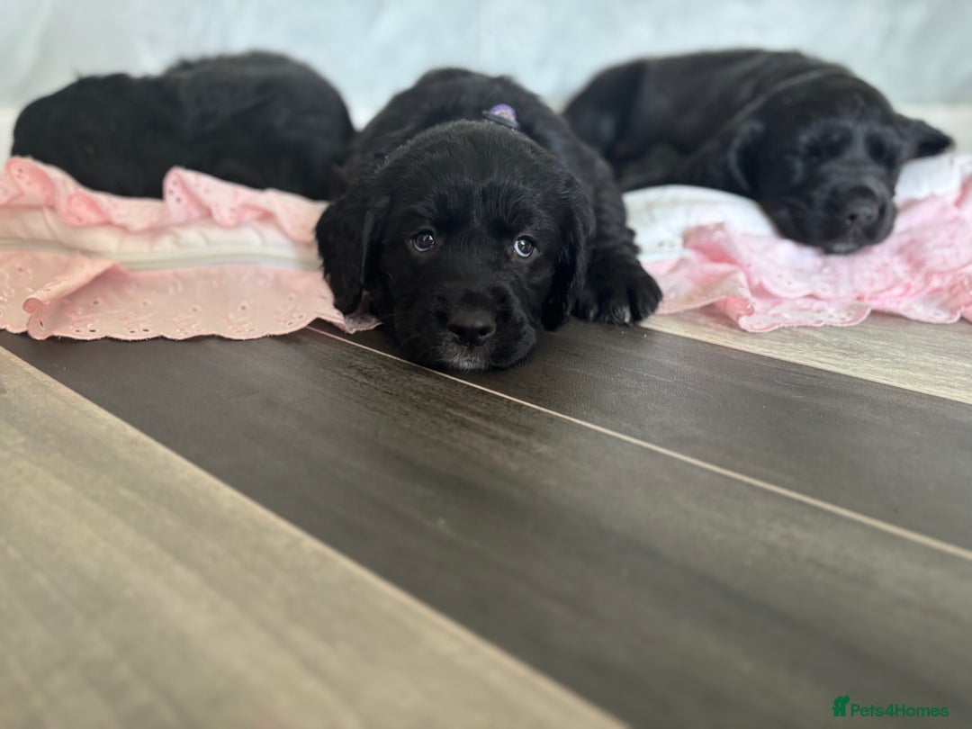 Cockerdor dogs for sale: 3 beautiful cockerador baby’s  - Image 3