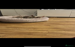 French Bulldog dogs for sale: Merle French bulldog for sale - Image 3