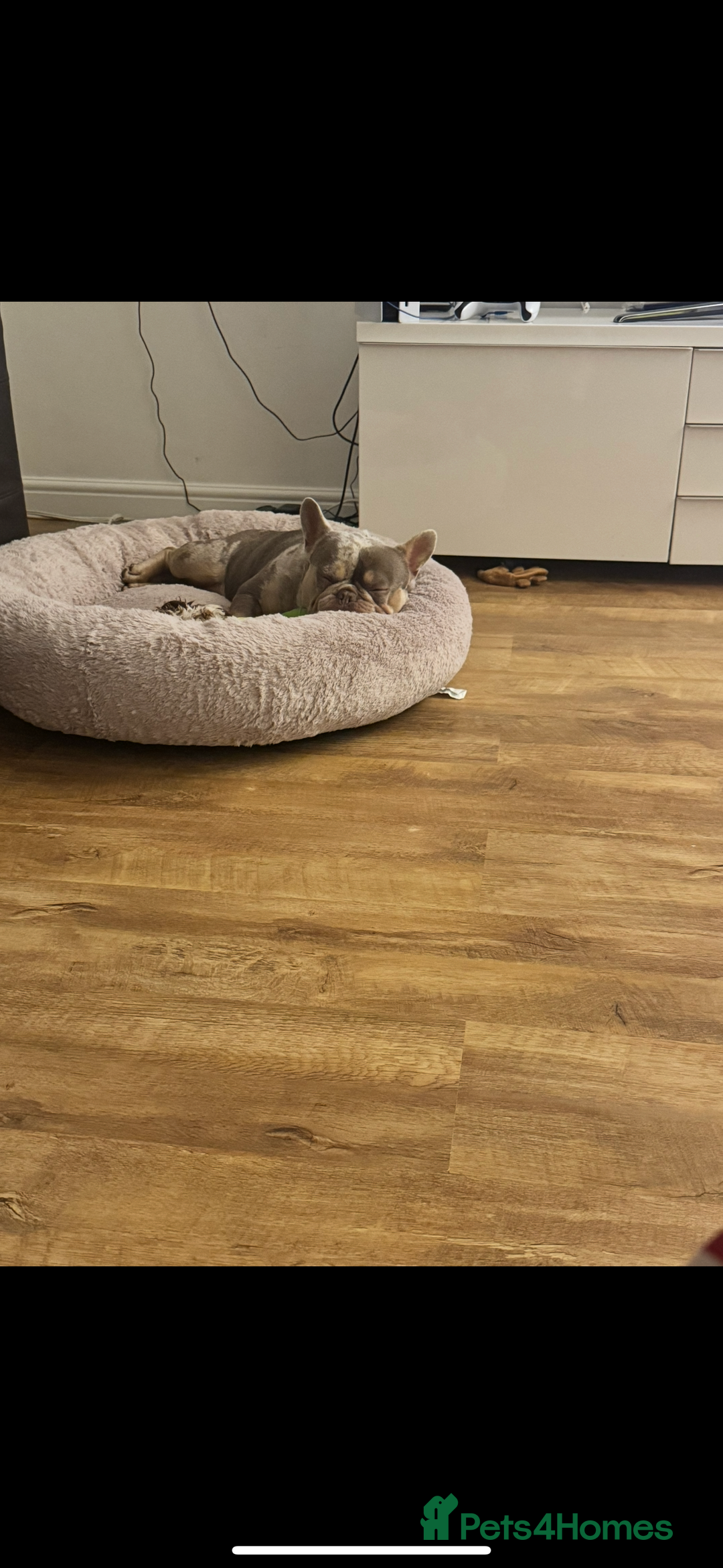 French Bulldog dogs for sale: Merle French bulldog for sale - Image 3