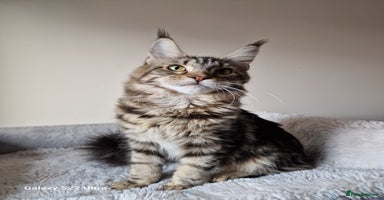 Maine Coon cats 🎀Females- MAINE COON🎀 - Advert 12