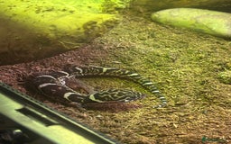 Leopard Gecko reptiles for sale: Leopard Gecko and full set up for sale  - Image 3