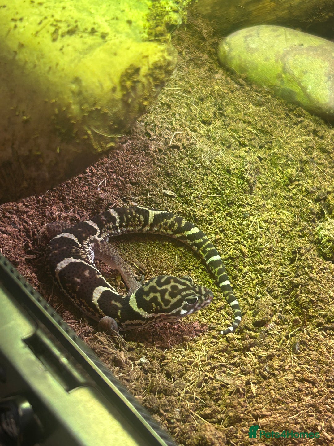 Leopard Gecko reptiles for sale: Leopard Gecko and full set up for sale  - Image 3