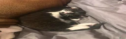 Mixed Breed cats for sale:     ✨ Stunning Longhair Kittens – Walter & Ted ✨  in Weston-super-Mare - Advert 2