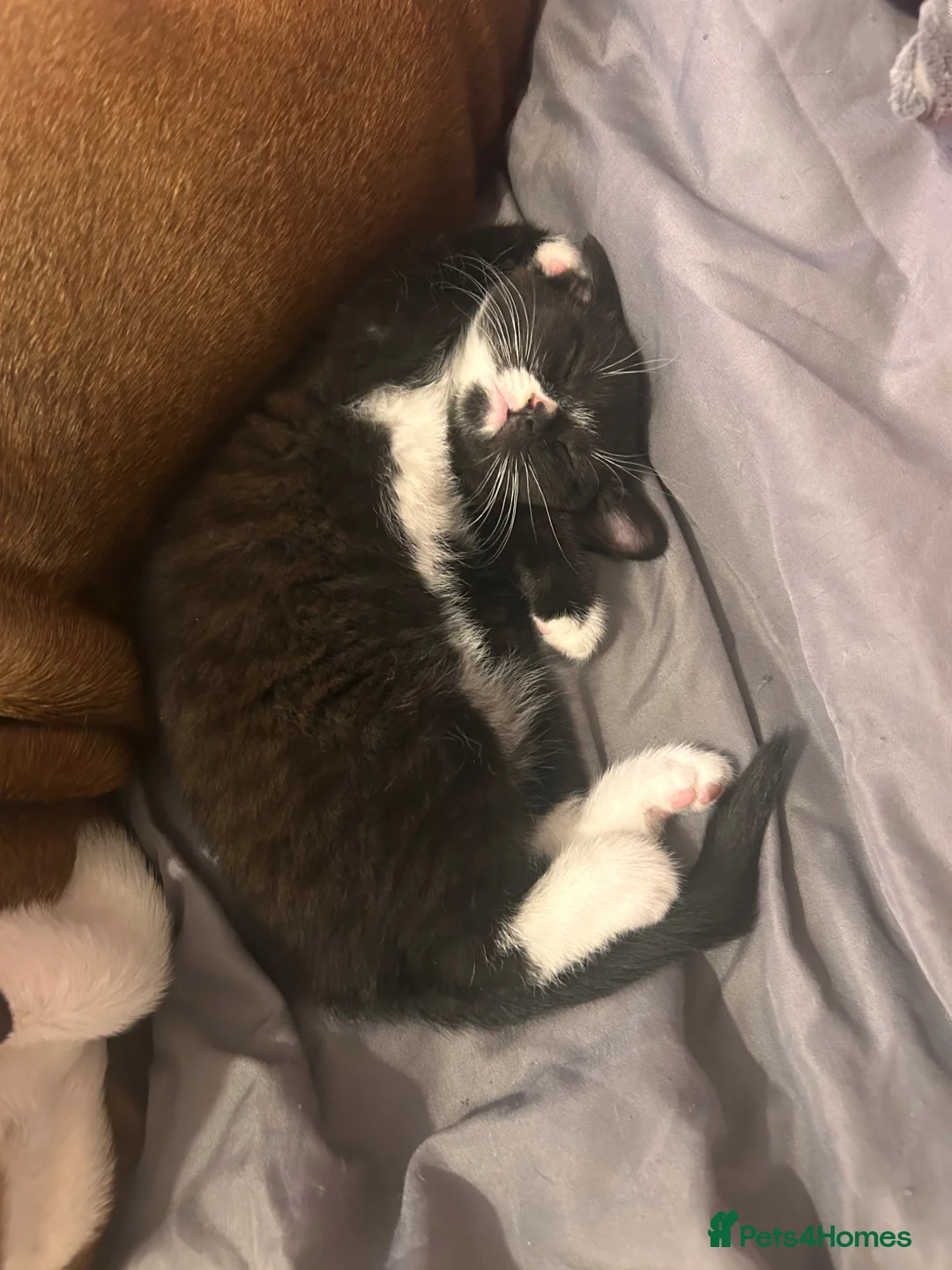 Mixed Breed cats for sale:     ✨ Stunning Longhair Kittens – Walter & Ted ✨  in Weston-super-Mare - Advert 2