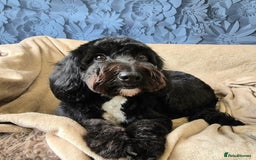 Mixed Breed dogs for sale: Gorgeous pup's for sale - Advert 1