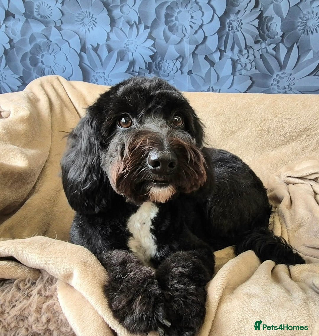 Mixed Breed dogs for sale: Gorgeous pup's for sale - Advert 1