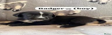 Badger🦡-boy