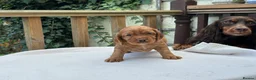 Cocker Spaniel dogs for sale: Working cocker spaniel puppies for sale - Advert 32