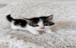 Persian cats for sale: Persian X babies - READY NOW - Image 3