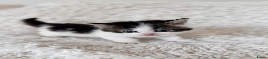 Persian Kitten 1