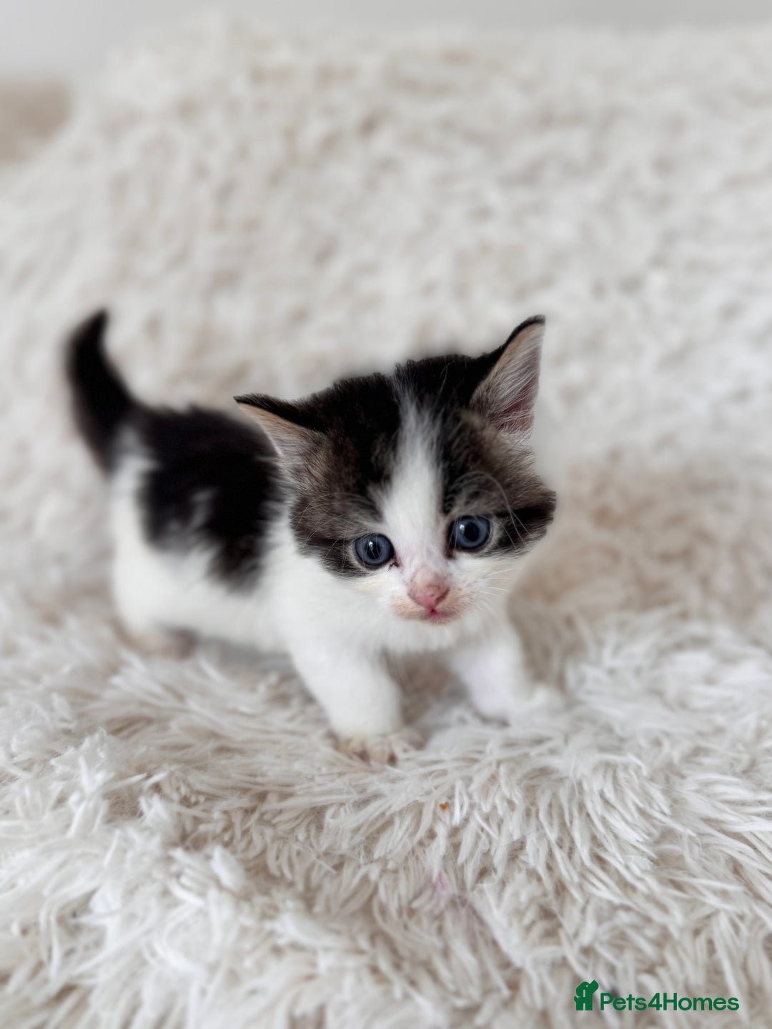 Persian cats for sale: Persian X babies - READY NOW - Image 3
