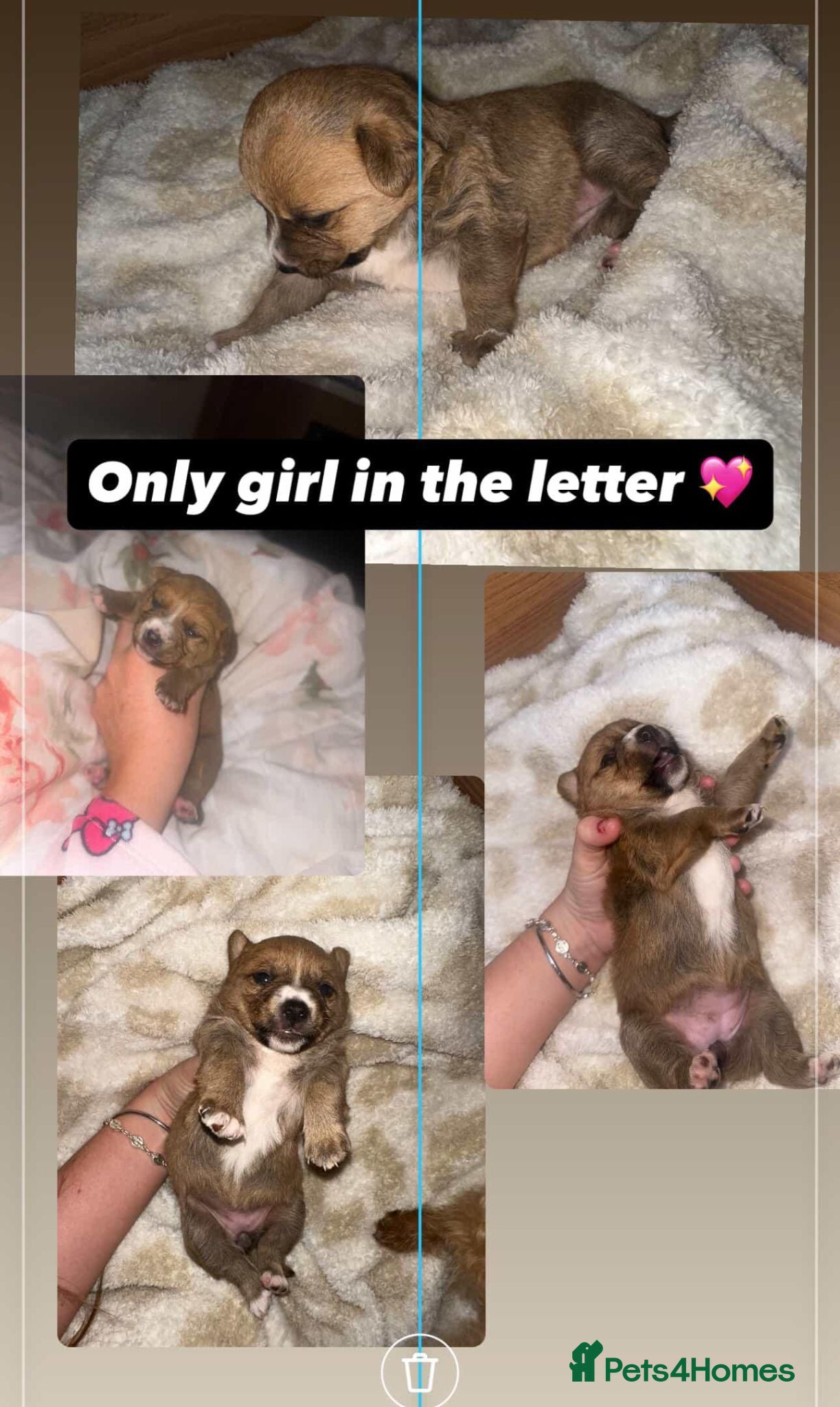 Mixed Breed dogs Stunning puppies for sale 😍 x - Advert 1