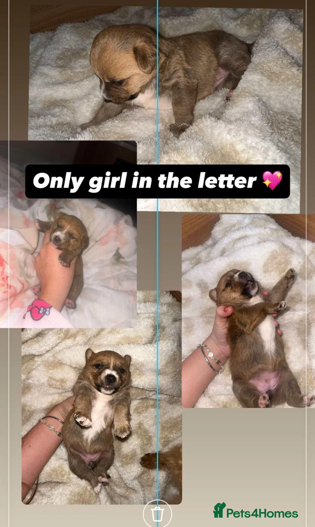 Mixed Breed dogs for sale: Stunning puppies for sale 😍 x in Leeds - Advert 1