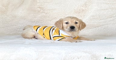 Golden Retriever dogs - Advert 2