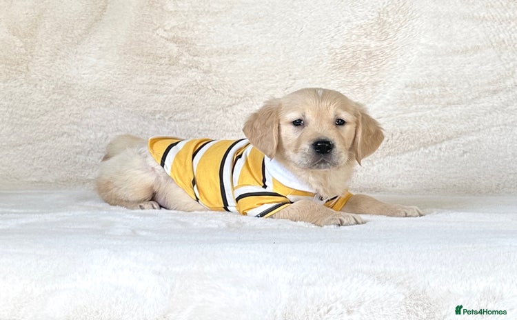 Golden Retriever dogs - Advert 3
