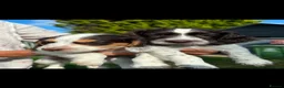 Cocker Spaniel dogs for sale: 5 gorgeous cocker spaniel puppies left - Advert 5
